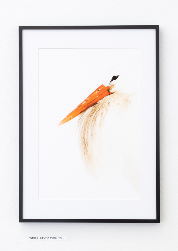 White Stork Portrait / Bernhard Schubert