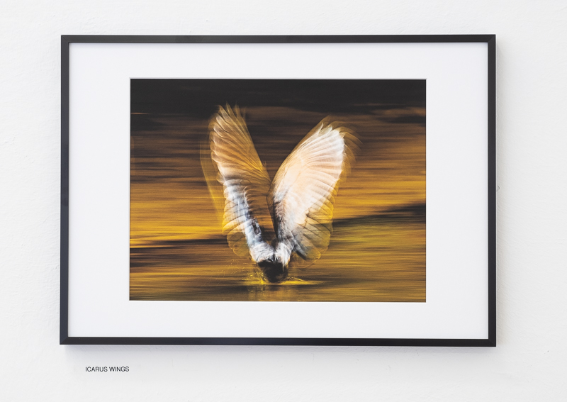 Icarus Wings / Bernhard Schubert