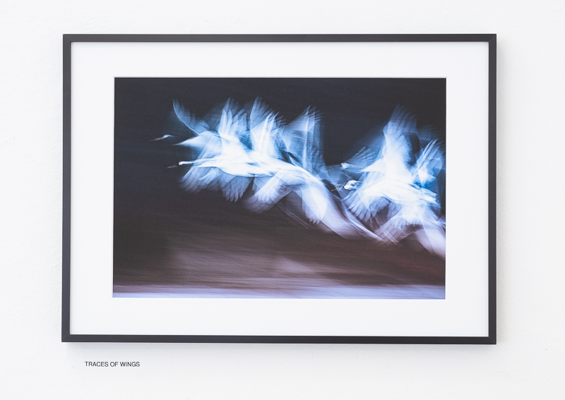 Traces of Wings / Bernhard Schubert