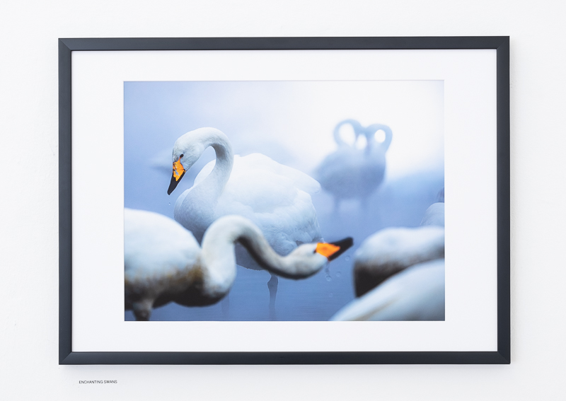 Enchanting Swans / Bernhard Schubert