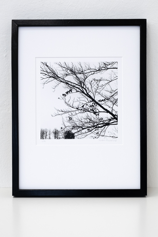 Bäume / Trees | Waldviertel, Lower Austria. Austria 2019. A1007 / Herbert Koeppel