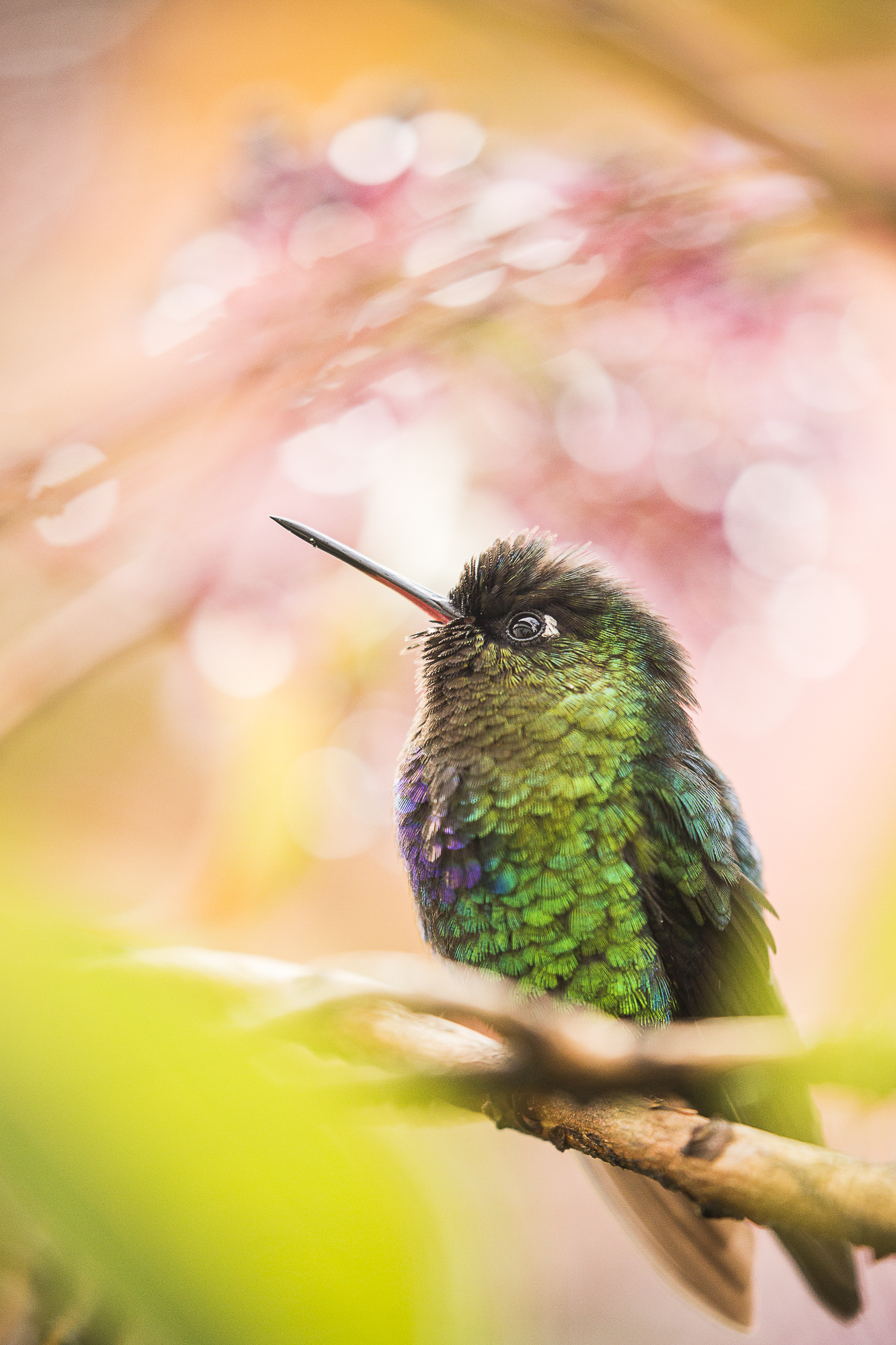 A Hummingbird\'s Dream / Bernhard Schubert