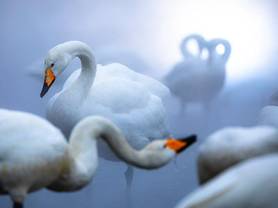 2021-400px-web--herbertkoeppel-photographs-and-workshops-Enchanting_swans-2.jpg