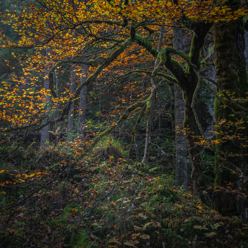 Verwunschen_500px.jpg