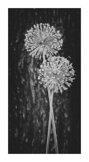 naturfotoworkshop-thezenofseeing-herbert-koeppel_HNKs_109752_1509-Verbessert-3002_0.jpg